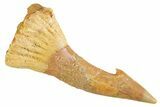 Fossil Sawfish (Onchopristis) Rostral Barb - Morocco #356428-1